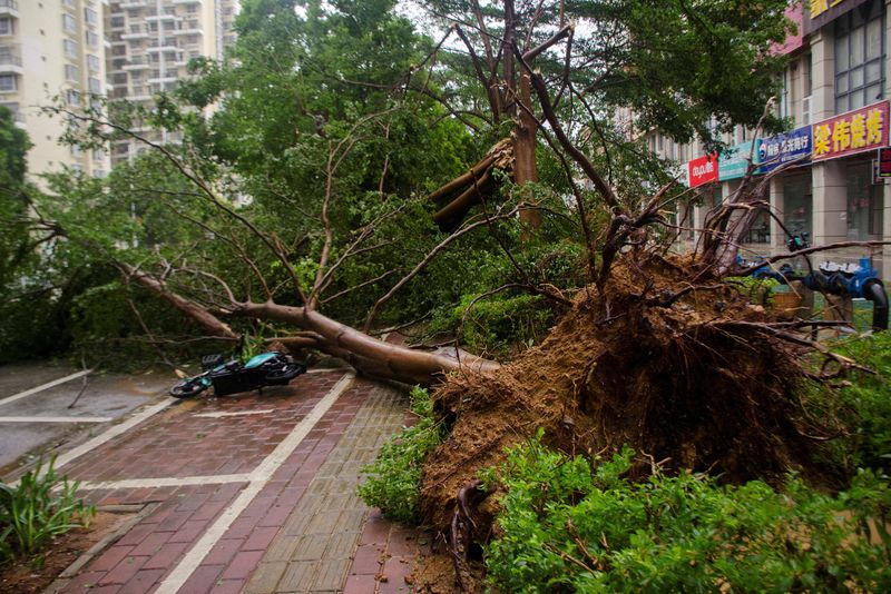 &copy; Reuters. FILE PHOTO: A fallen tree is seen on a street as Typhoon Talim brought strong wind and heavy rainfall in Beihai, Guangxi Zhuang Autonomous Region, China July 18, 2023. cnsphoto via REUTERS?File Photo