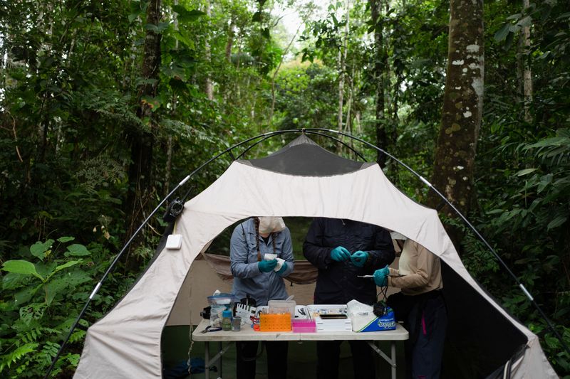 © Reuters. Scientists work in a makeshift medical clinic, in a camping tent, while researching for signs of mercury contamination in animals at the Los Amigos Biological Station, in Los Amigos, in the Madre de Dios region, Peru May 24, 2023. REUTERS/Alessandro Cinque