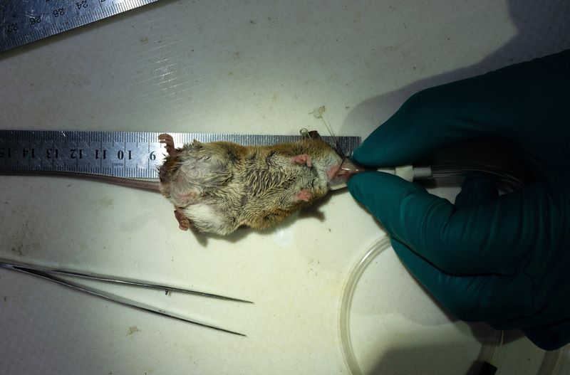 &copy; Reuters. Cientista coloca uma máscara de anestesia em miniatura em um rato-do-arroz enquanto pesquisa sinais de contaminação por mercúrio em animais, na Estação Biológica de Los Amigos, em Los Amigos, na região de Madre de Dios, Peru.
24/05/2023
REUTERS/Al
