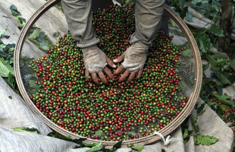 &copy; Reuters. A worker selects coffee beans from coffee plants during a harvest at a farm in Esp?rito Santo do Pinhal, 200 km (124 miles) east of Sao Paulo May 18, 2012.  REUTERS/Nacho Doce/File Photo