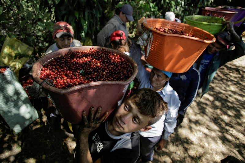 © Reuters. FILE PHOTO: Workers wait in a line for their baskets of freshly harvested coffee cherries to be measured at a coffee plantation, in Grecia, Costa Rica January 9, 2020. Picture taken January 9, 2020. REUTERS/Juan Carlos Ulate/File Photo