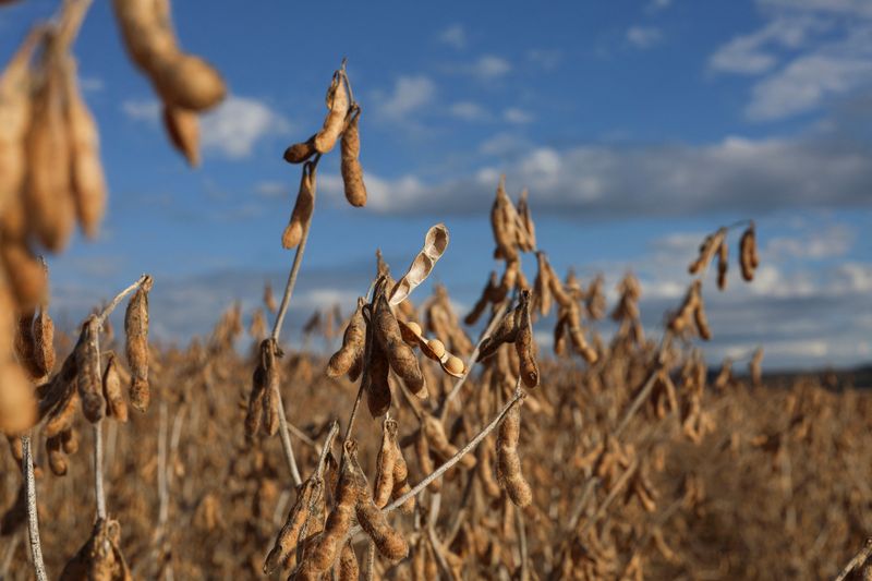 &copy; Reuters. Soja em campo em Ponta Grossa, Paraná, Brasil. REUTERS/Rodolfo Buhrer