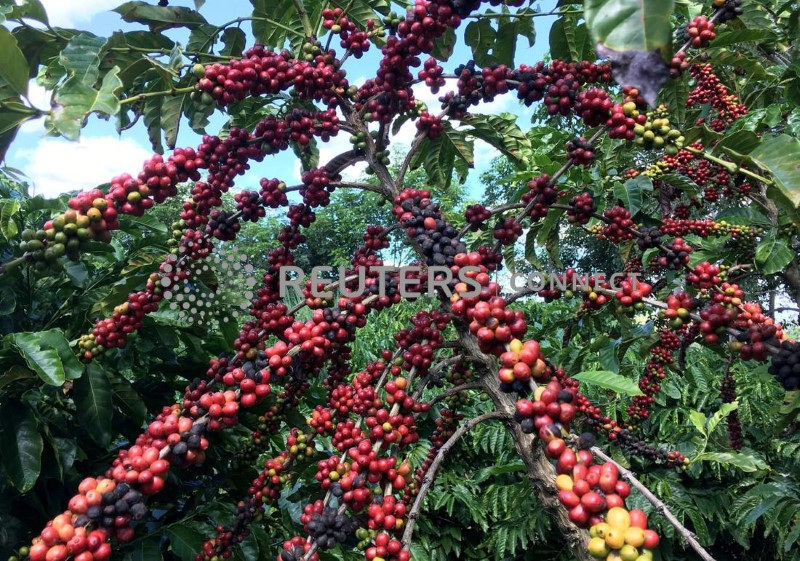 &copy; Reuters. FOTO DE ARCHIVO: Frutos de café robusta se ven en Sao Gabriel da Palha, estado Espirito Santo, Brasil 2 de mayo de 2018. REUTERS/Jose Roberto Gomes/Archivo