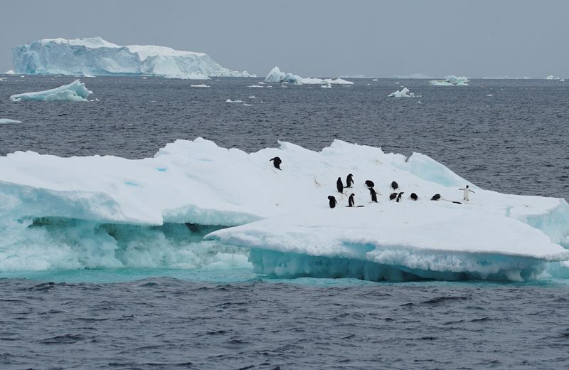 &copy; Reuters. FILE PHOTO: Penguins are seen on an iceberg as scientists investigate the impact of climate change on Antarctica's penguin colonies, on the northern side of the Antarctic peninsula, Antarctica January 15, 2022. Picture taken January 15, 2022. REUTERS/Nata