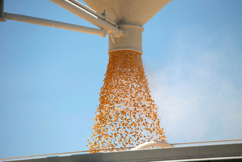 &copy; Reuters. FILE PHOTO: Corn is loaded onto a truck as a silo is emptied at a farm in Tiskilwa, Illinois, U.S., July 6, 2018. REUTERS/Daniel Acker/File Photo