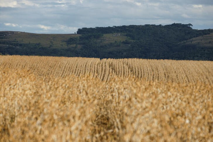 &copy; Reuters. FOTO DE ARCHIVO. Las plantas de soja se muestran en un campo en Ponta Grossa, estado de Paraná, Brasil, 25 de abril de 2023. REUTERS/Rodolfo Buhrer