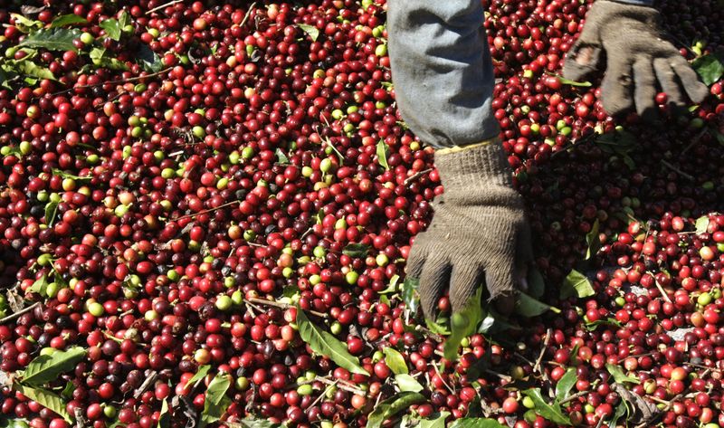 &copy; Reuters. FOTO DE ARCHIVO: Un trabajador selecciona granos de café arábica en la finca Conquista de Alfenas, en la ciudad de Minas Gerais, al sur de Brasil. 8 de julio, 2008. REUTERS/Paulo Whitaker