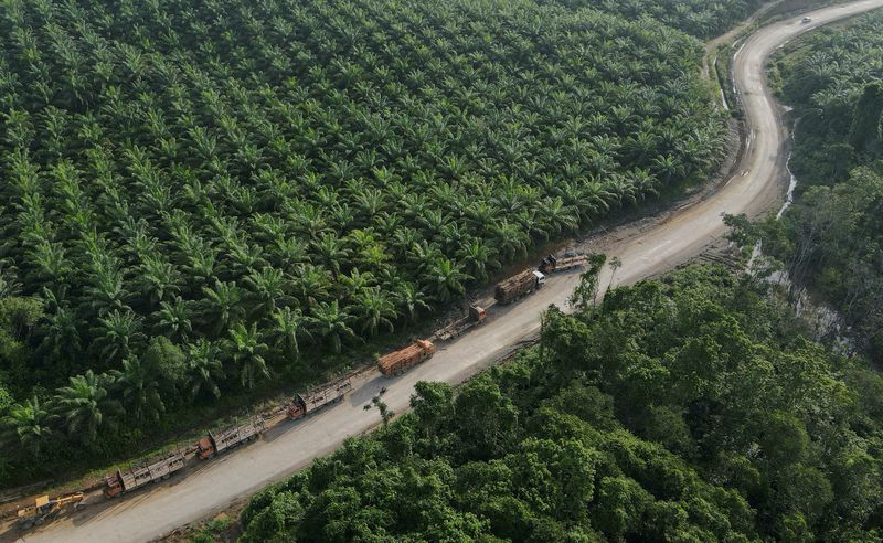 &copy; Reuters. FILE PHOTO: Trucks are seen near a palm oil plantation at a village located near Indonesia's projected new capital, known as Nusantara National Capital, in Sepaku, East Kalimantan province, Indonesia, March 8 2023. REUTERS/Willy Kurniawan/File Photo