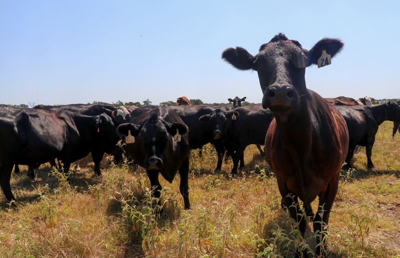 © Reuters. Cattle move throughout a pasture during a heat wave, on rancher David Henderson's ranch property, in Tennessee Colony, Texas, U.S. August 3, 2023. REUTERS/Evan Garcia