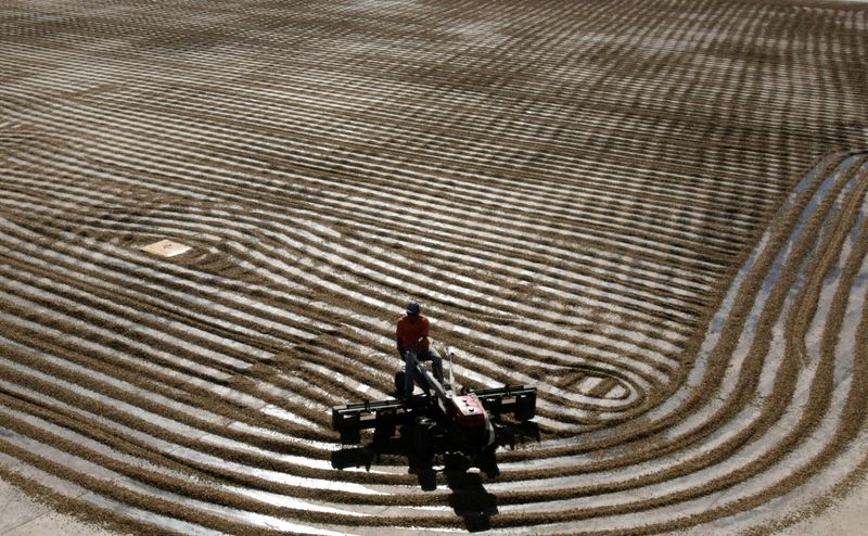 &copy; Reuters. Imagen de archivo de un trabajador secando granos de café arábica en la granja Conquista de Alfenas, Minas Gerais, Brasil. 7 julio 2008. REUTERS/Paulo Whitaker