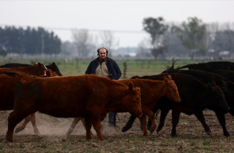 &copy; Reuters. Cattle run in front of Juan Carlos Ardohain, 49, on a farm he rents in San Vicente, on the outskirts of Buenos Aires, Argentina August 10, 2023. REUTERS/Tomas Cuesta