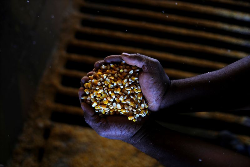 &copy; Reuters. FOTO DE ARCHIVO: Un hombre muestra maíz de segunda cosecha (maíz de invierno) cerca de Sorriso en el estado de Mato Grosso, Brasil. 26 de julio, 2017. REUTERS/Nacho Doce/Archivo