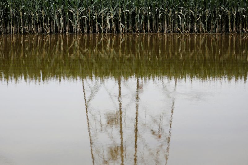 &copy; Reuters. FOTO DE ARCHIVO:Un poste eléctrico reflejado en las aguas en una granja de maíz inundada después de las lluvias e inundaciones provocadas por los restos del tifón Doksuri, en Zhuozhou, provincia de Hebei, China 7 de agosto 2023. REUTERS/Tingshu Wang/F