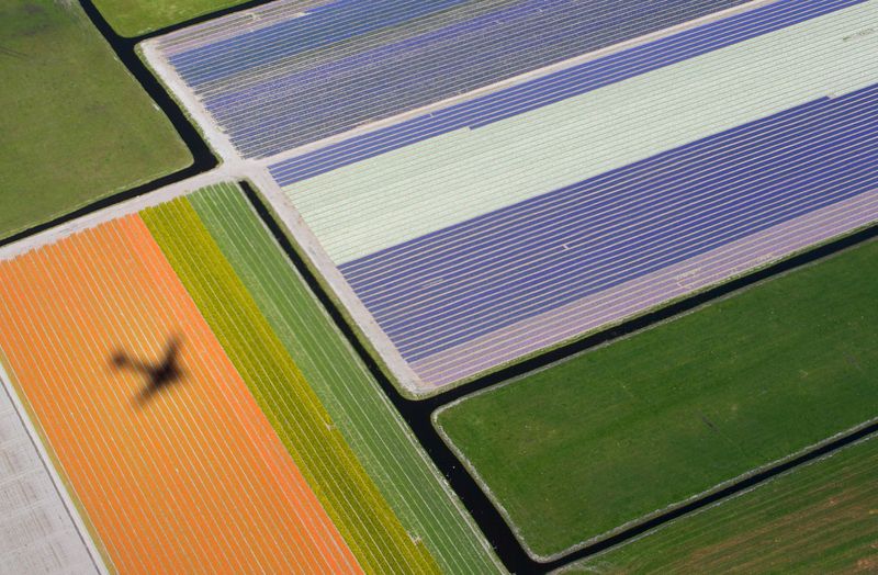 &copy; Reuters. Vue aérienne des champs de fleurs près du parc Keukenhof, également connu sous le nom de Jardin de l'Europe, à Lisse, aux Pays-Bas. /Photo d'archives/REUTERS/Yves Herman/
