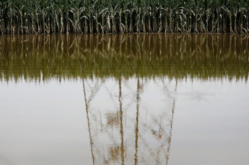 &copy; Reuters. Un pylône électrique se reflète dans les eaux d'une ferme de maïs inondée après les pluies et les inondations provoquées par les restes du typhon Doksuri, à Zhuozhou, dans la province de Hebei, en Chine. /Photo prise le 7 août 2023/REUTERS/Tingsh