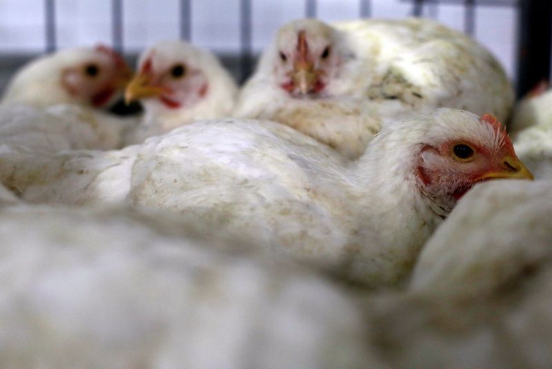 © Reuters. FOTO ARCHIVO: Pollos para la venta se ven en jaulas en una tienda en Sao Paulo, Brasil 18 de agosto de 2017.  REUTERS/Paulo Whitaker/Foto de archivo 