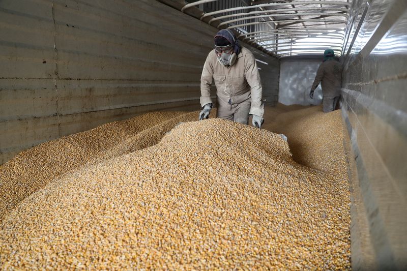 &copy; Reuters. FILE PHOTO: Workers unload a truck with GMO yellow corn imported from the U.S. at a cattle feed plant in Tepexpan, Mexico March 15, 2023. REUTERS/Raquel Cunha