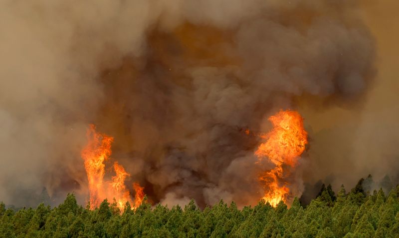 &copy; Reuters. حريق غابة في جزيرة تينيريفي في إسبانيا يوم الخميس. تصوير: بورخا سواريز - رويترز.