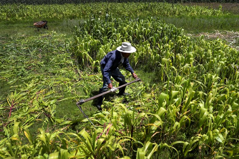 © Reuters. FILE PHOTO: A small grain farmer cuts corn plants on his farm at La Constitucion Totoltepec neighborhood, in Toluca, Mexico, August 3, 2022. REUTERS/Edgard Garrido/File Photo