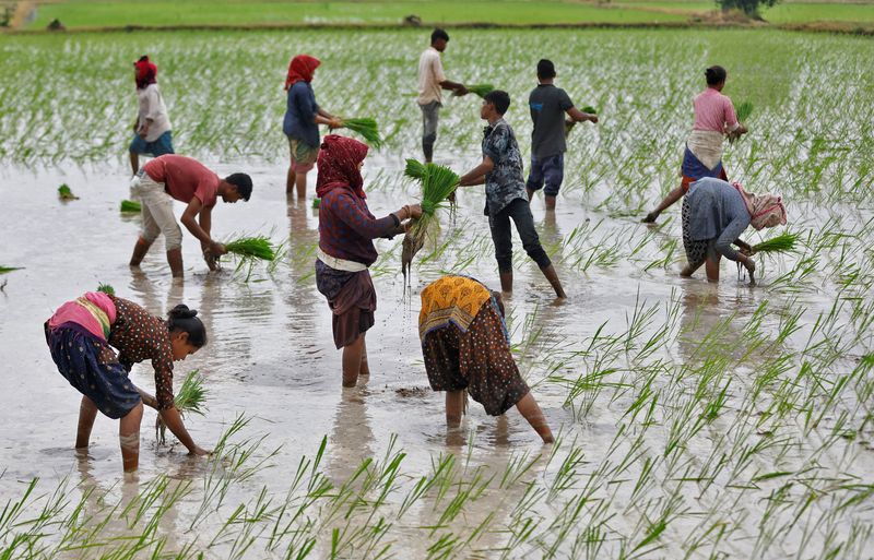 &copy; Reuters. Plantação de arroz na Índia. REUTERS/Amit Dave/File Photo
