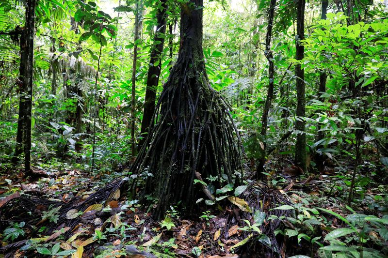 © Reuters. FOTO DE ARCHIVO: Una vista de la selva amazónica en el Parque Nacional Yasuní, durante un recorrido dirigido por indígenas Waorani, cuyo territorio es objeto de una votación en referéndum que puede prohibir la producción de petróleo en su región, en la comunidad Bameno, en la provincia de Pastaza, en Ecuador, 29 de julio de 2023. REUTERS/Karen Toro/File Photo 
