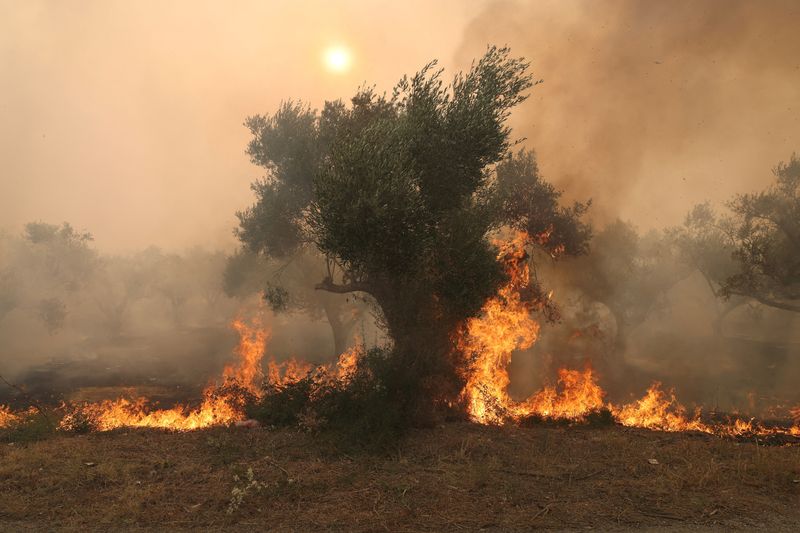 &copy; Reuters. شجرة تحترق جراء حرائق الغابات في اليكساندروأوبولي بمنطقة إفروس يوم الثلاثاء. تصوير: الكسندروس افراميديس - رويترز.