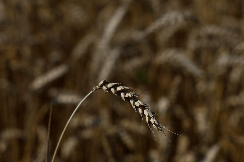 &copy; Reuters. An ear of wheat is seen during a harvesting in a field near the village Kyshchentsi, amid Russia's attack on Ukraine, in Cherkasy region, Ukraine July 18, 2023.  REUTERS/Valentyn Ogirenko/File Photo