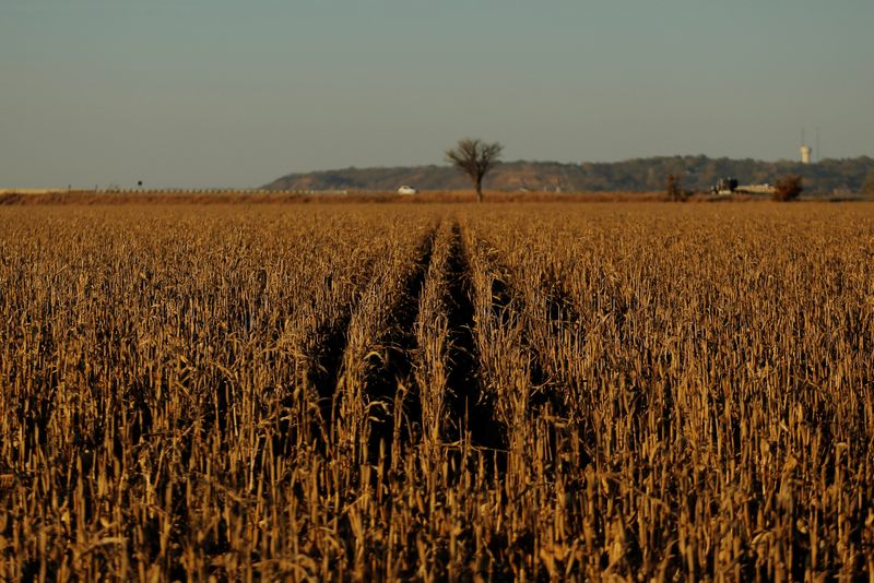 © Reuters. FILE PHOTO: A corn field waiting to be harvested near Defiance in Shelby County, Iowa, one of the counties on the route of Summit Carbon Solutions' proposed pipeline. REUTERS/Lucas Jackson/File Photo