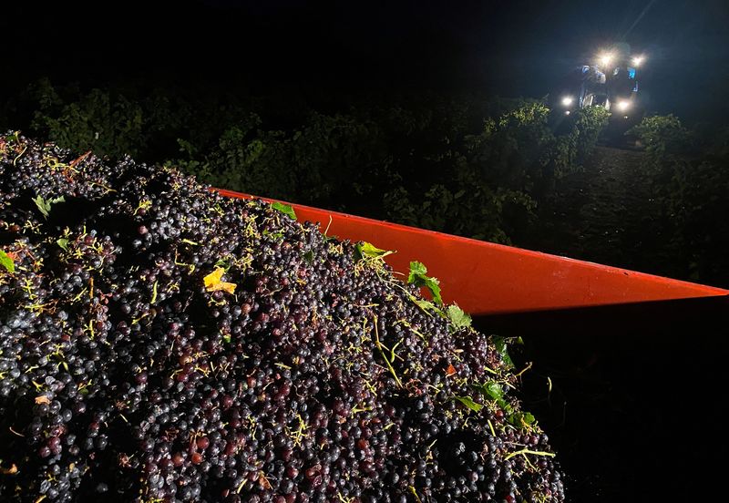 &copy; Reuters. Red grapes are seen in a truck as a machine harvesting grapes drives through a vineyard during a night harvest in Valvigneres in the Ardeche department, France, August 23, 2023. REUTERS/Clotaire Achi