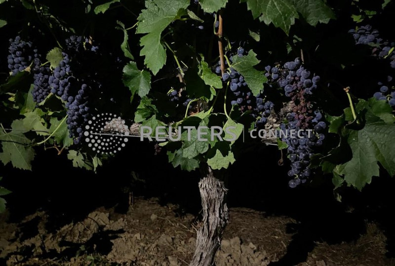 &copy; Reuters. Uvas vermelhas em vinhedo durante colheita noturna em Valvigneres, no departamento de Ardeche, França. 
23/08/2023
REUTERS/Clotaire Achi