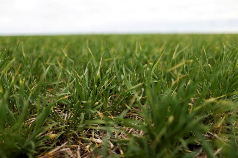 &copy; Reuters. FILE PHOTO-Fields of wheat are seen on farmland near Azul, Argentina September 30, 2019. Picture taken September 30, 2019. REUTERS/Agustin Marcarian/File Photo