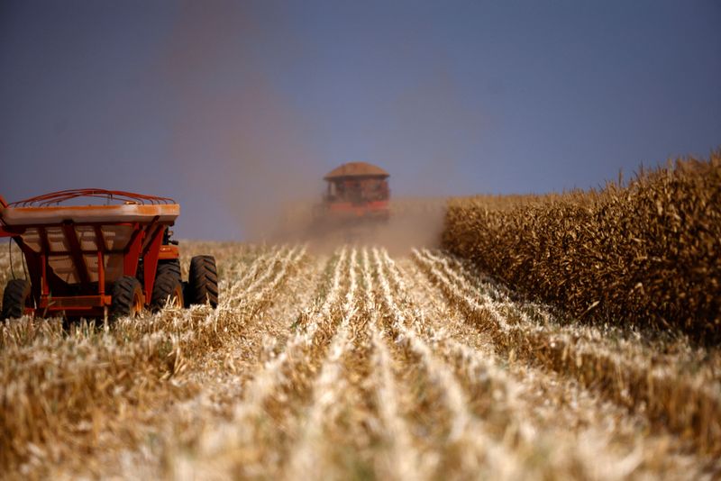 &copy; Reuters. A combine harvester is seen as it harvests corns at a farm near Brasilia, Brazil August 22, 2023. REUTERS/Adriano Machado