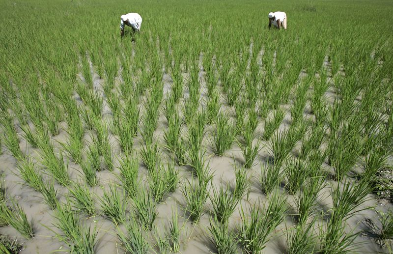 &copy; Reuters. Campos de arroz na Índia
6/07/2009
REUTERS/Fayaz Kabli 