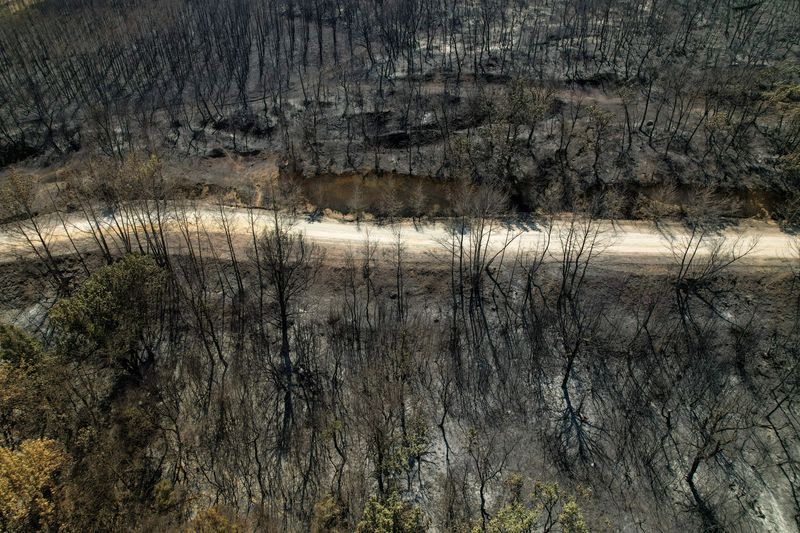 &copy; Reuters. منظر لغابة محترقة في منطقة إيفروس باليونان، 28 أغسطس 2023. تصوير: الكسندروس افراميديس -رويترز. 
