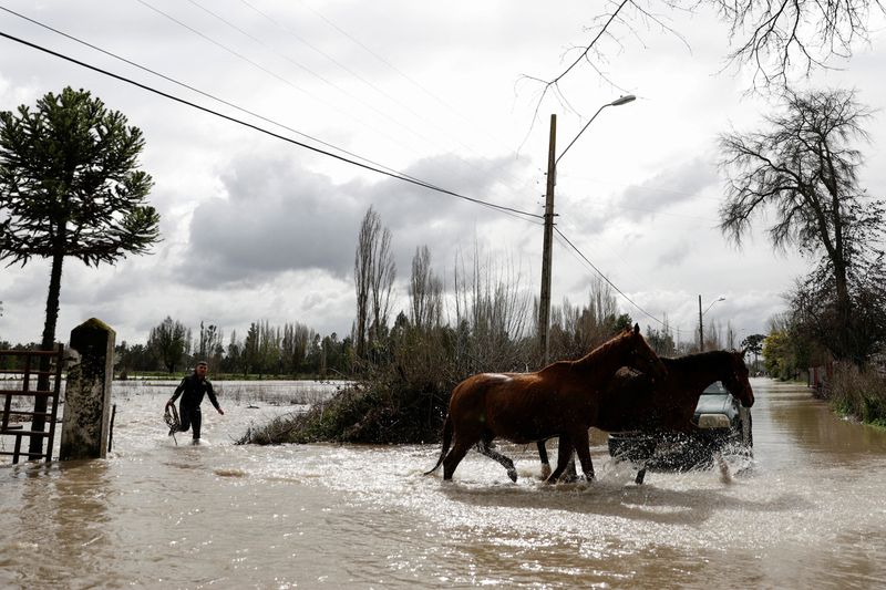 &copy; Reuters. FILE PHOTO: Horses wade through water in a flooded area affected by heavy rains that hit Chile's central-south areas, in Cabrero, Chile, August 21, 2023. REUTERS/Juan Gonzalez/File Photo