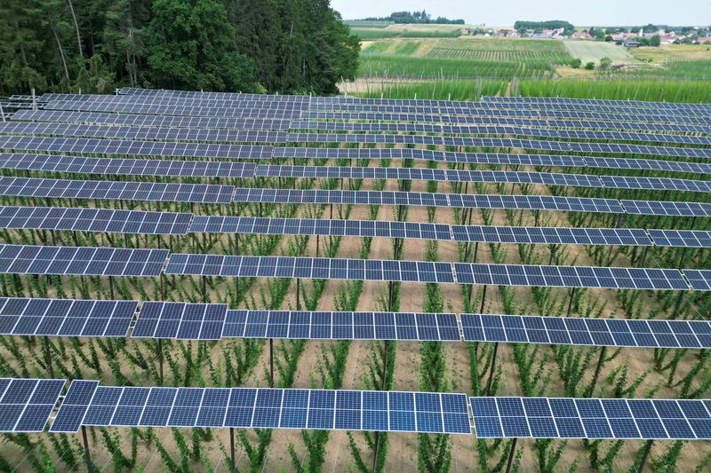 &copy; Reuters. FILE PHOTO: Solar panels are seen atop a hops plantation in the Bavarian Holledau region in Au, Germany, June 19, 2023. REUTERS/Louisa Off/File Photo