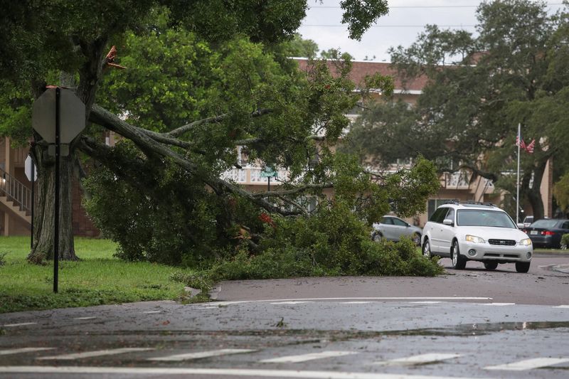 &copy; Reuters. أحد السكان يقود سيارته بجوار شجرة ساقطة بسبب  إعصار إداليا في فلوريدا الولايات المتحدة يوم الأربعاء. تصوير: أدريس لطيف - رويترز.