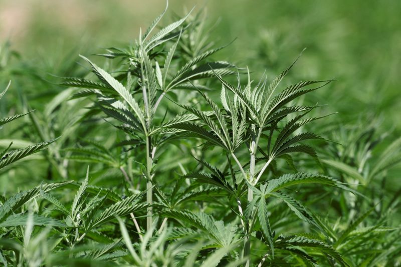 &copy; Reuters. FILE PHOTO: General view shows cannabis plants at Yammouneh in Baalbek district, Lebanon July 4, 2023. REUTERS/Emilie Madi