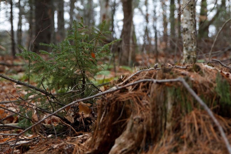 &copy; Reuters. FILE PHOTO: A red spruce sapling grows at the base of a tree stump in the Hersey Mountain Wilderness, owned by New England Forestry Foundation, in New Hampton, New Hampshire, U.S., December 4, 2020.   REUTERS/Elizabeth Frantz/File Photo