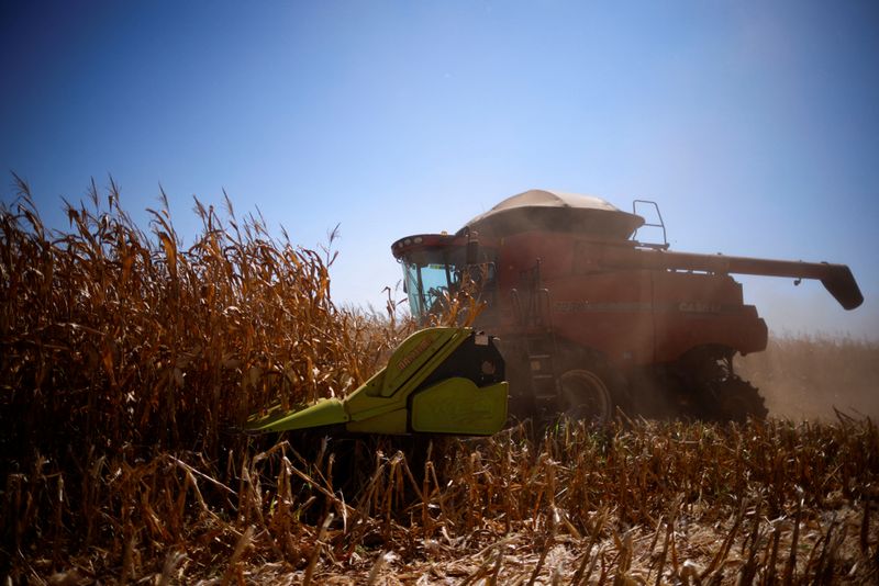 Los agricultores brasileños recolectan el 88% de la segunda cosecha de maíz de 2023: AgRural