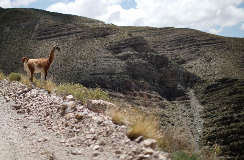 &copy; Reuters. Guanaco, animal típico da região, em montanha da província de Mendoza, na Argentina
09/02/2023
REUTERS/Agustin Marcarian
