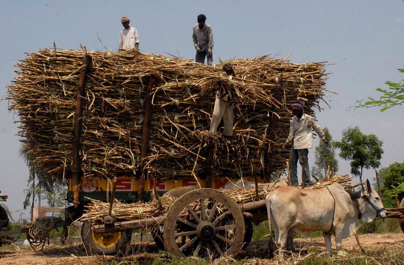 &copy; Reuters. Trabalhadores carregam colheita de cana na Índia