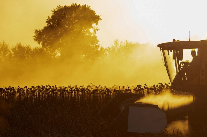 &copy; Reuters. An agriculture worker operates a combine during sunflower harvest in a field, amid Russia's attack on Ukraine, in Chernihiv region, Ukraine October 8, 2022. REUTERS/Viacheslav Ratynskyi/File photo