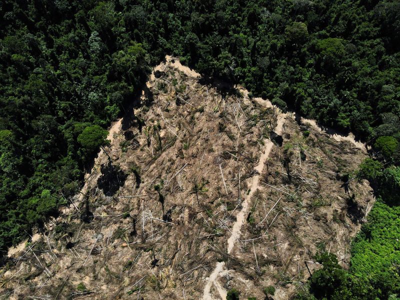 Deforestation in Brazil's Amazon falls 66% in August