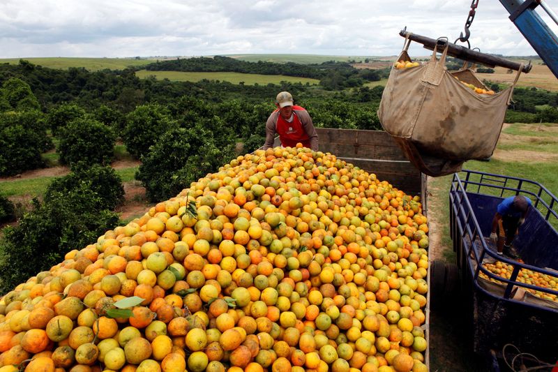 &copy; Reuters. FILE PHOTO: Workers load a truck with oranges on a farm in Limeira January 13, 2012. REUTERS/Paulo Whitaker/File Photo