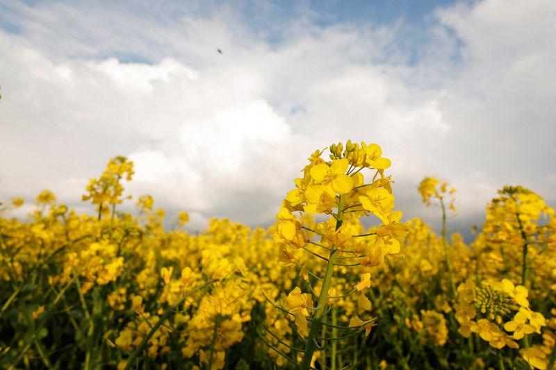 &copy; Reuters. FOTO DE ARCHIVO: Vista general de un campo de colza amarilla en Estourmel, cerca de Cambrai, Francia. 24 de abril, 2023. REUTERS/Pascal Rossignol