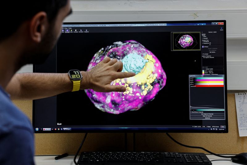 &copy; Reuters. طالب دكتواره إسرائيلي ينظر إلى نموذج لجنين بشري من الخلايا الجذعية في مختبر دون حيوانات منوية أو بويضة أو رحم في المراحل المبكرة من تطور الج