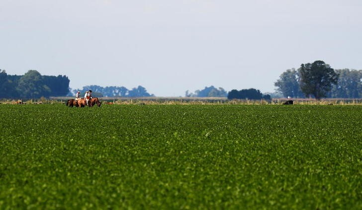 &copy; Reuters. Campos de soja na Argentina
24/01/2022
REUTERS/Agustin Marcarian