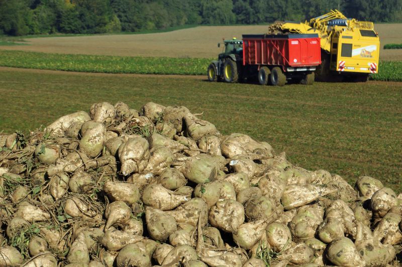 &copy; Reuters. FILE PHOTO: A French farmer harvests a sugar beet field in Les Rues-des-Vignes, France, October 8, 2018. REUTERS/Pascal Rossignol/File Photo