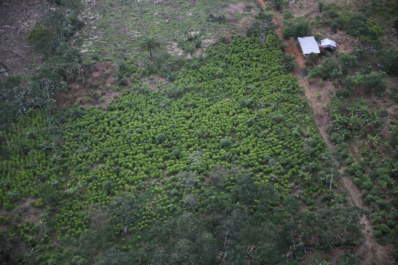 &copy; Reuters. Vista aérea de plantações de coca em Tumaco, Colômbia
13/12/2021 REUTERS/Luisa Gonzalez